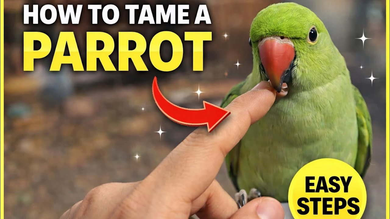 How to tame an Alexandrine parrot | Easy Steps | Baby Totu | Fizi’s World