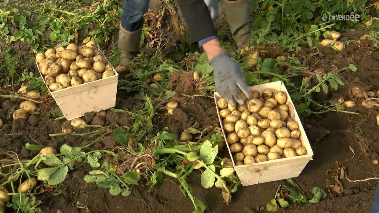 La 25e Fête de la bonnotte sous le soleil de Noirmoutier