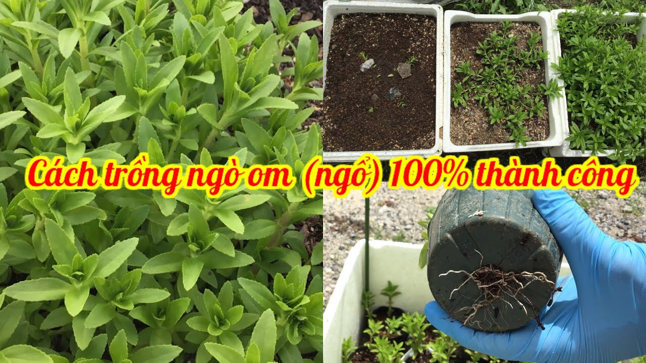 Cách trồng ngò om (ngổ) 100% thành công