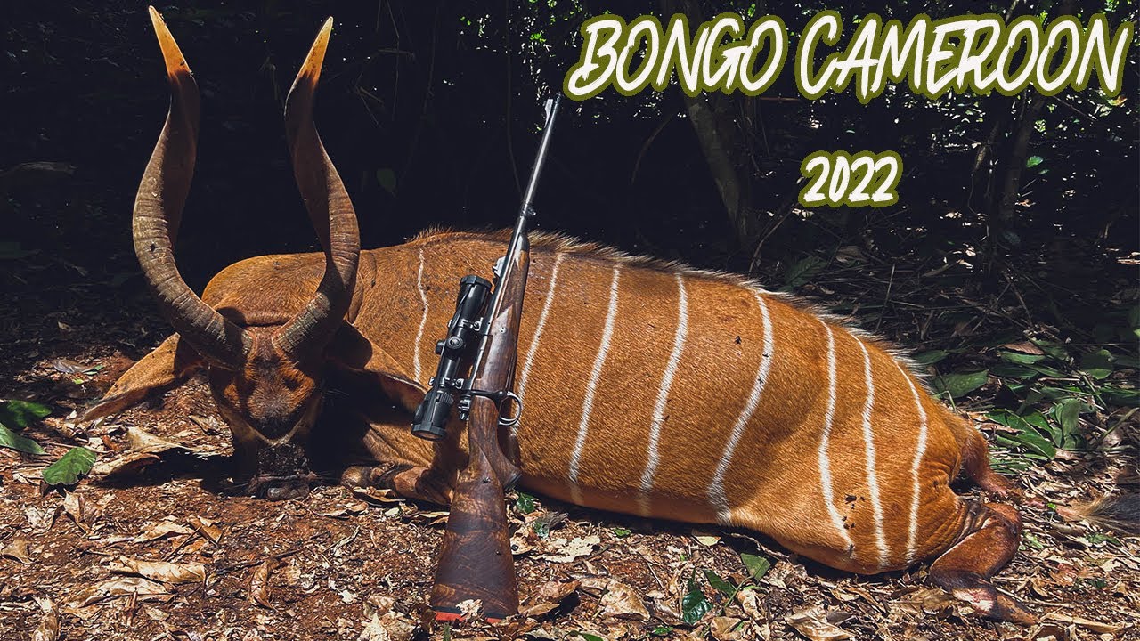 Bongo Hunt Cameroon 2022