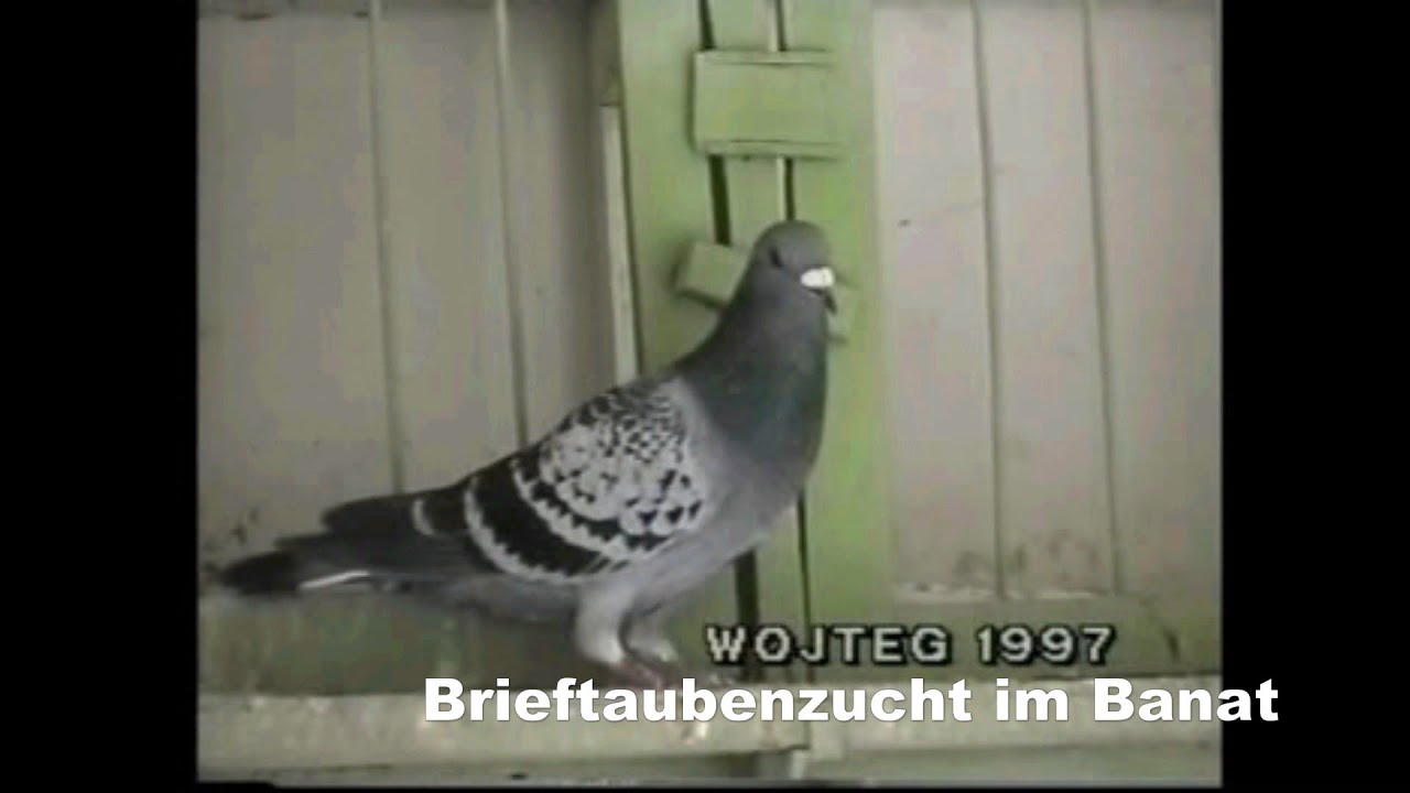 Brieftaubenzucht im Banat