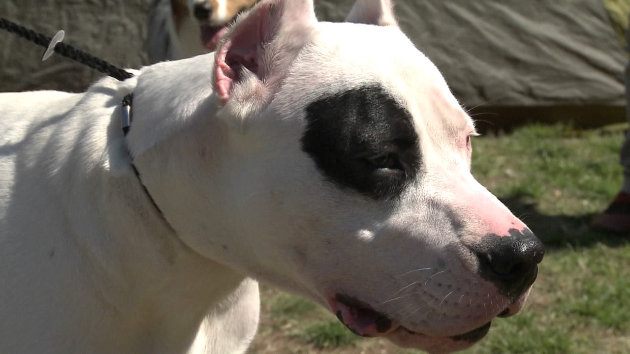 Международни изложби - Асеновград
