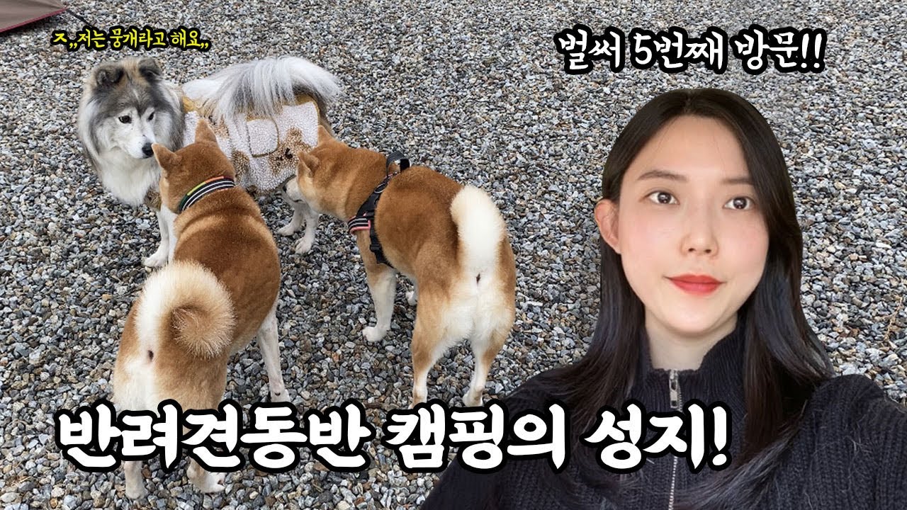 반려견 캠퍼분들께 정말 추천하는 캠핑장! | 대형견캠핑 | 애견캠핑 | 반려동반캠핑 | 양주 감악산캠핑장