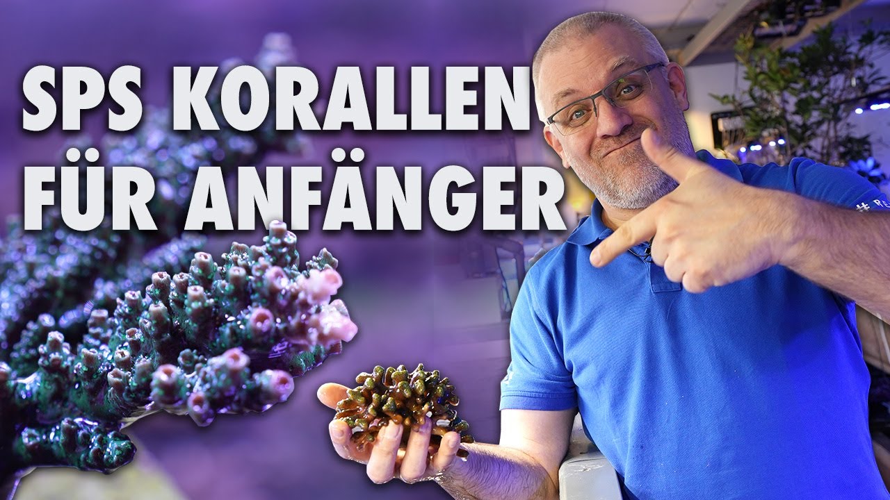 SPS Korallen nur für Profis? - Diese Korallen kannst du als Anfänger halten!