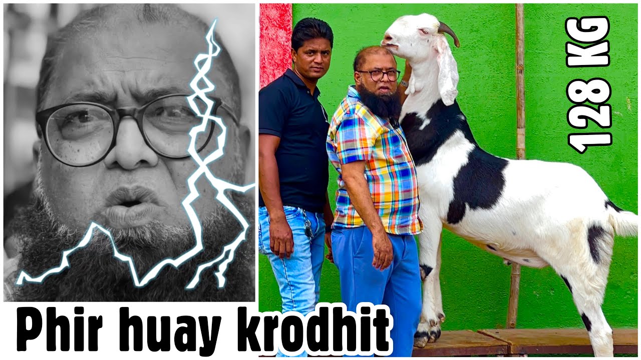 Phir Aag Baboola Huay Imran Bhai | 128 KG Gujri Khassi (Shehenshah) at JD Goat Farm