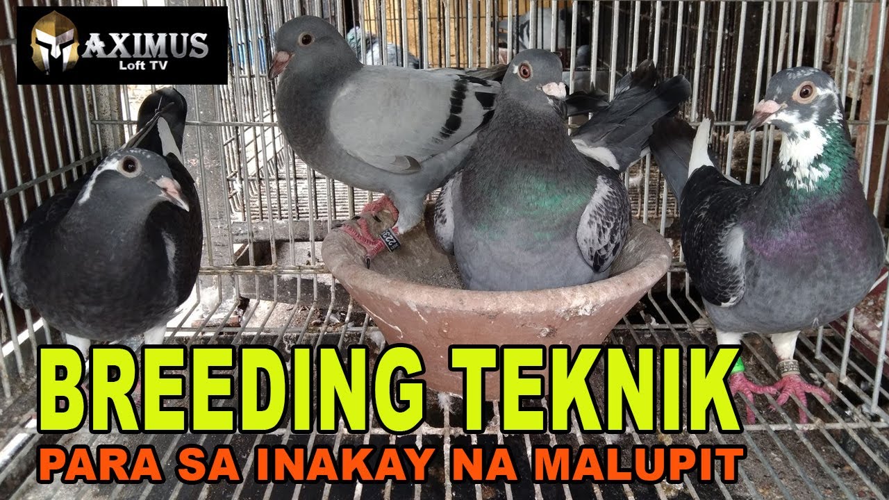 BREEDING TEKNIK PARA SA MALUSOG NA INAKAY