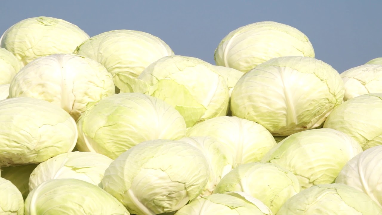 Savanyú káposzta -hagyomány