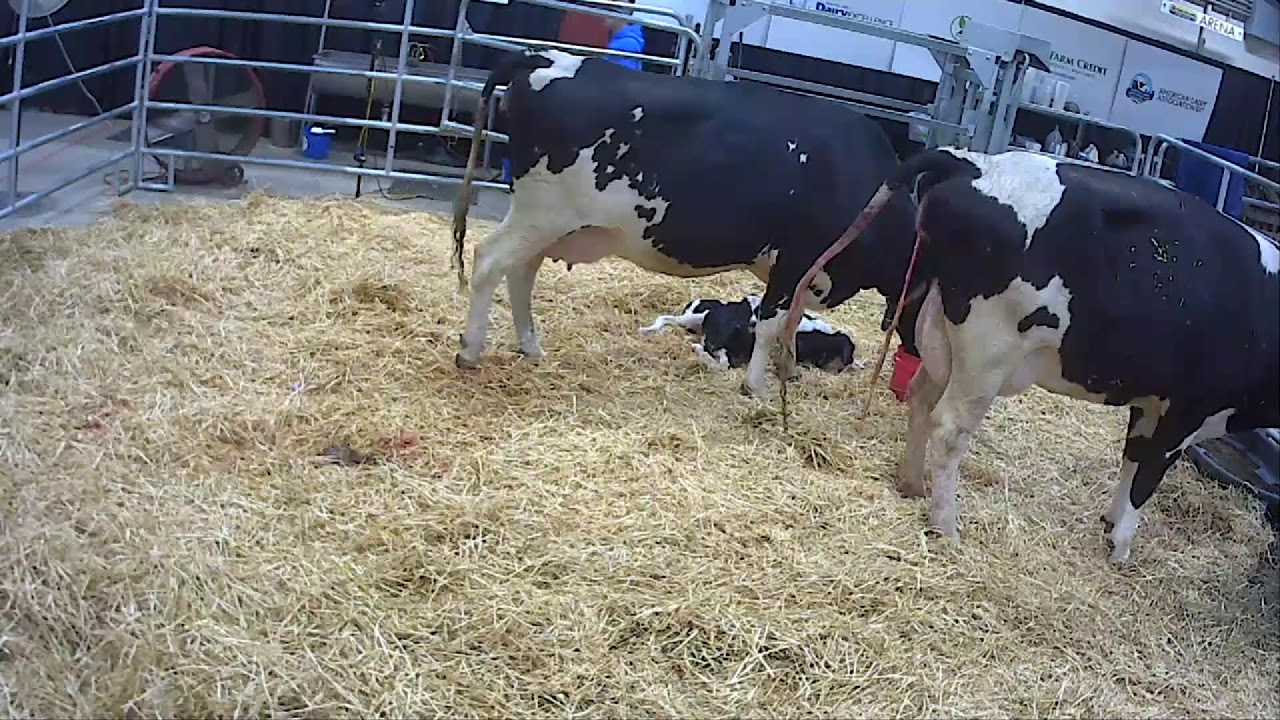 Calving Corner 1/10/2022 - Burk-Lea Farms Day 1