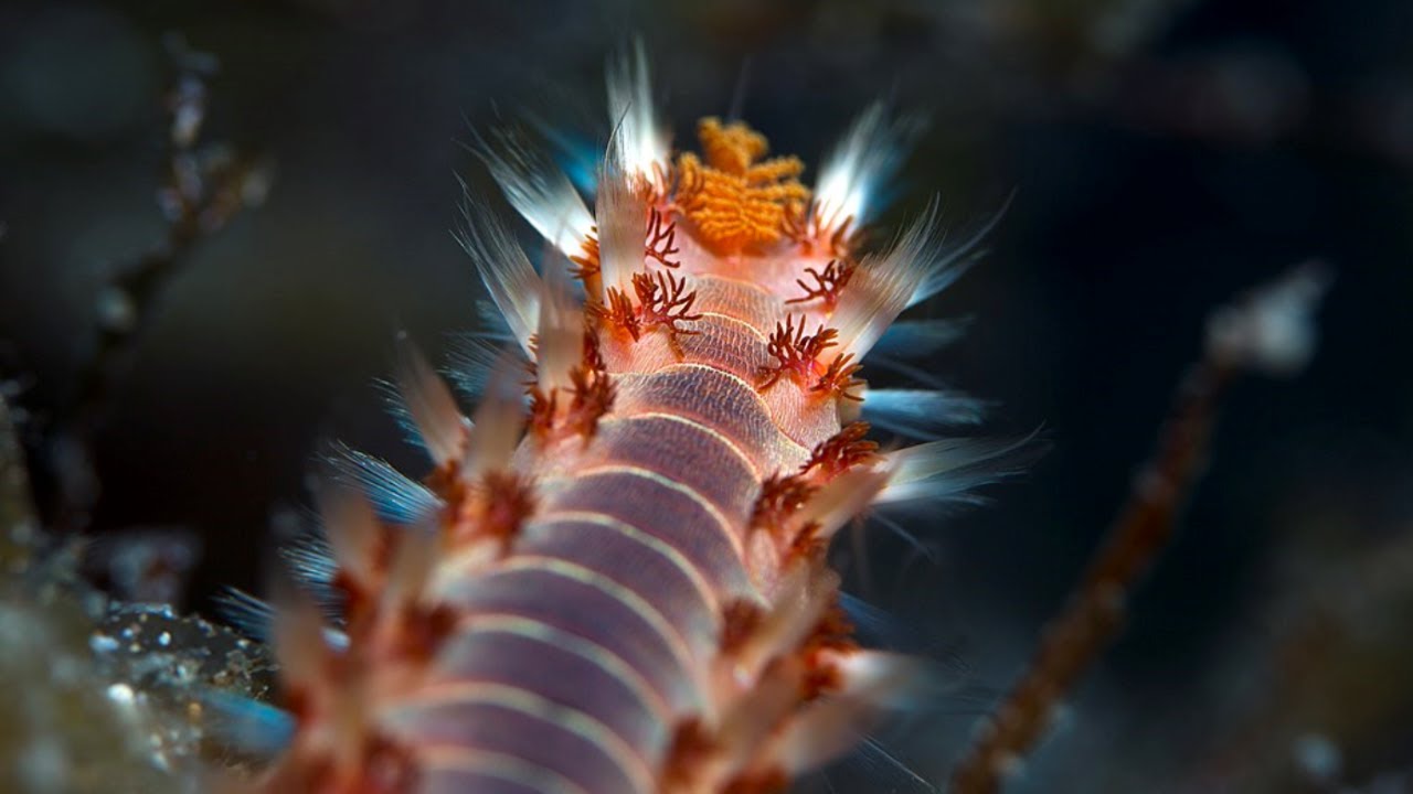 Facts: The Bearded Fireworm