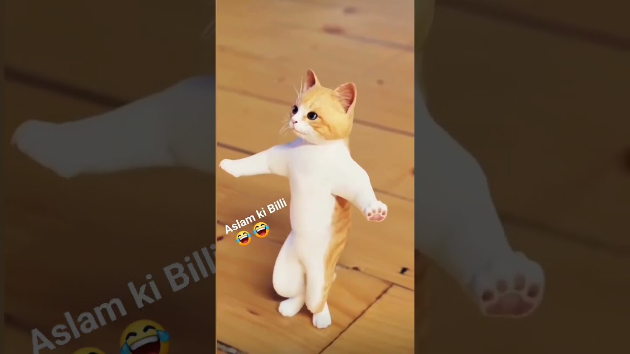 Aslam Singer mewati Aslam ki billi
