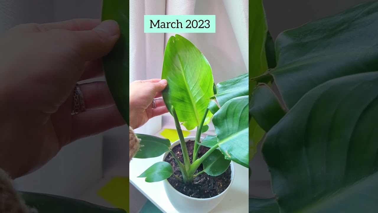 1.5 years after planting these Bird of Paradise seeds 💚🌱 #strelitzia #growfromseed #plantgrowth