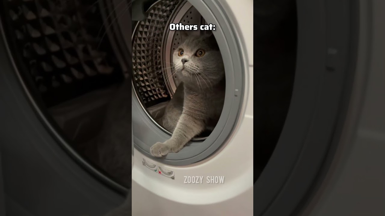 Others cat VS my cat 😂 