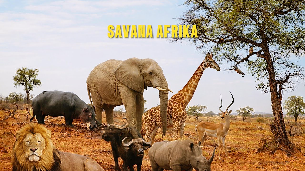 Life in the African Savanna: A Cinematic Journey Through Survival and Adaptation