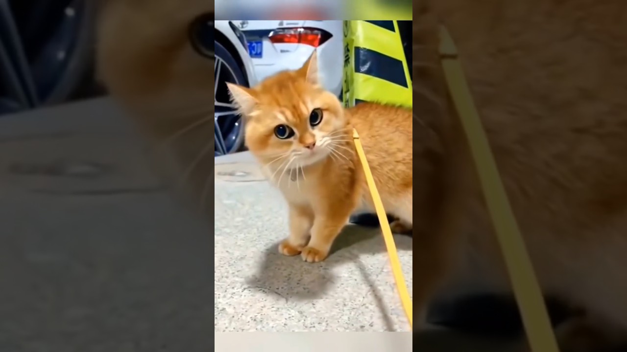 Funny Cats Being Weird 😂🐾