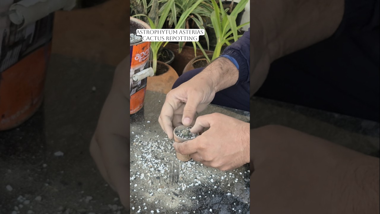 Astrophytum Asterias  Complete Care, Soil Sunlight Guide for Healthy Growth 