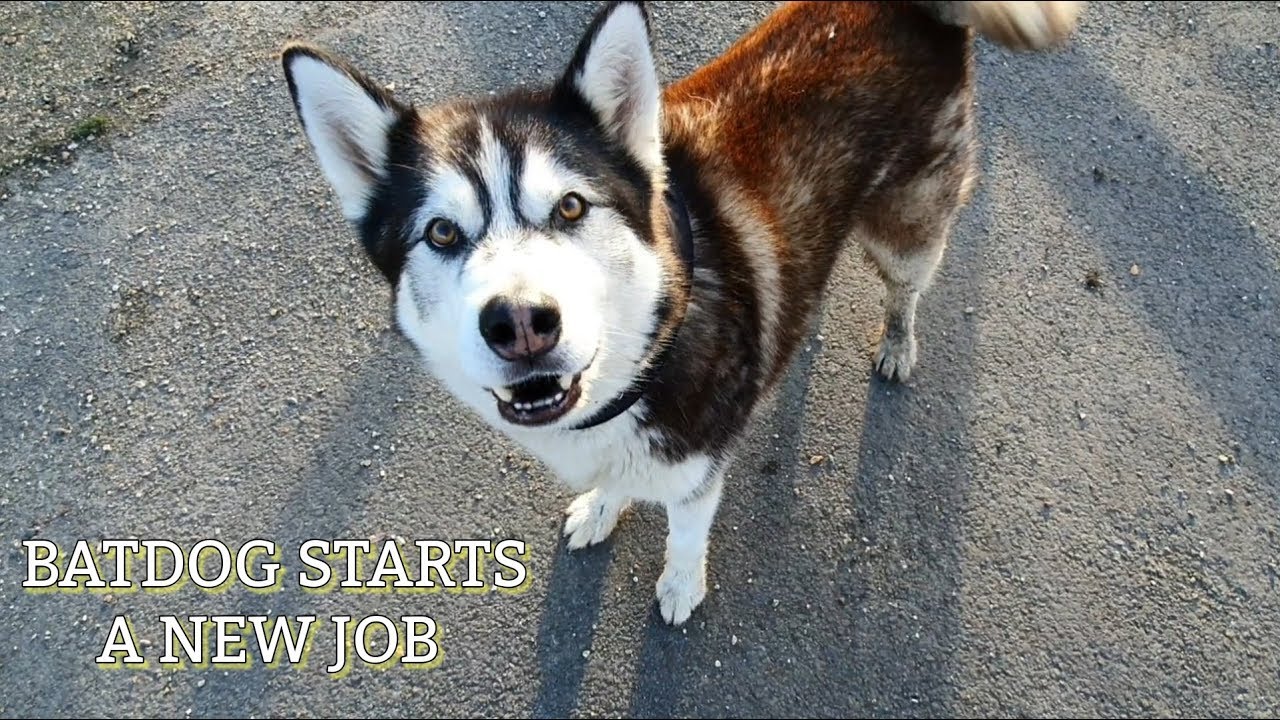 Batdog tries out a new job | Guard dog Duties | See how he gets on