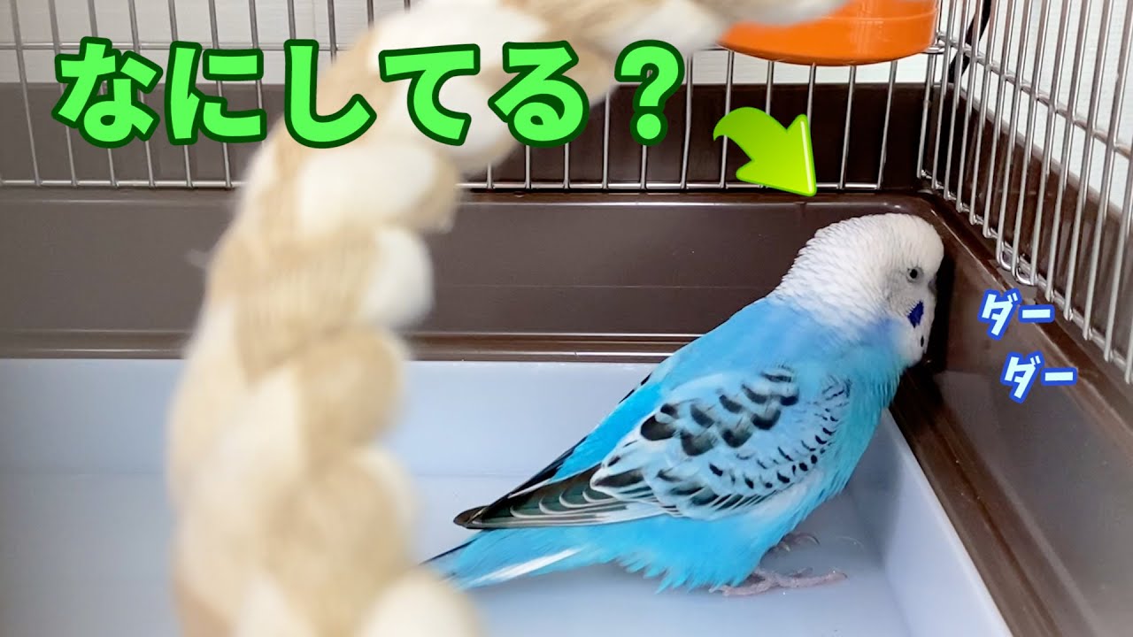 いつもケージで何してる？　セキセイインコ・うめ