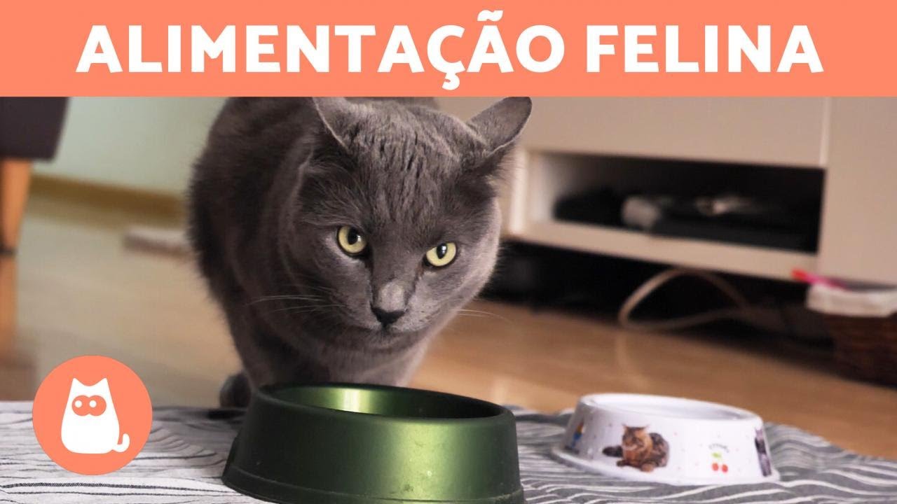 Quantas vezes um GATO deve comer por dia? 🐱 (recém-nascidos, filhotes e adultos)