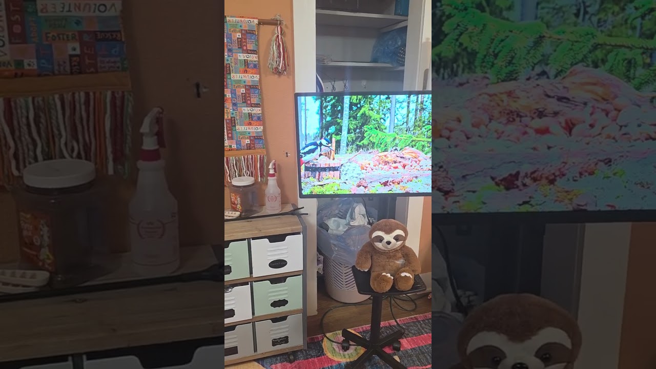 MeowHouse Tour