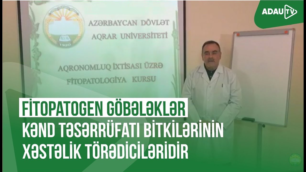 Fitopatogen göbələklər kənd təsərrüfatı bitkilərinin xəstəlik törədiciləridir (Online dərs - 1)