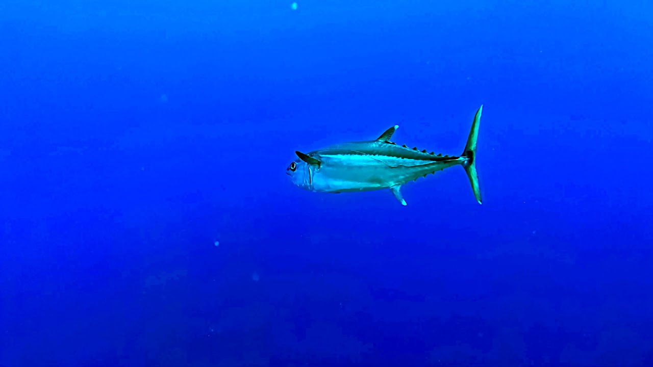 Schöne und kuriose Taucherlebnisse bei und mit den Coraya-Divers - Coraya Bay im Roten Meer