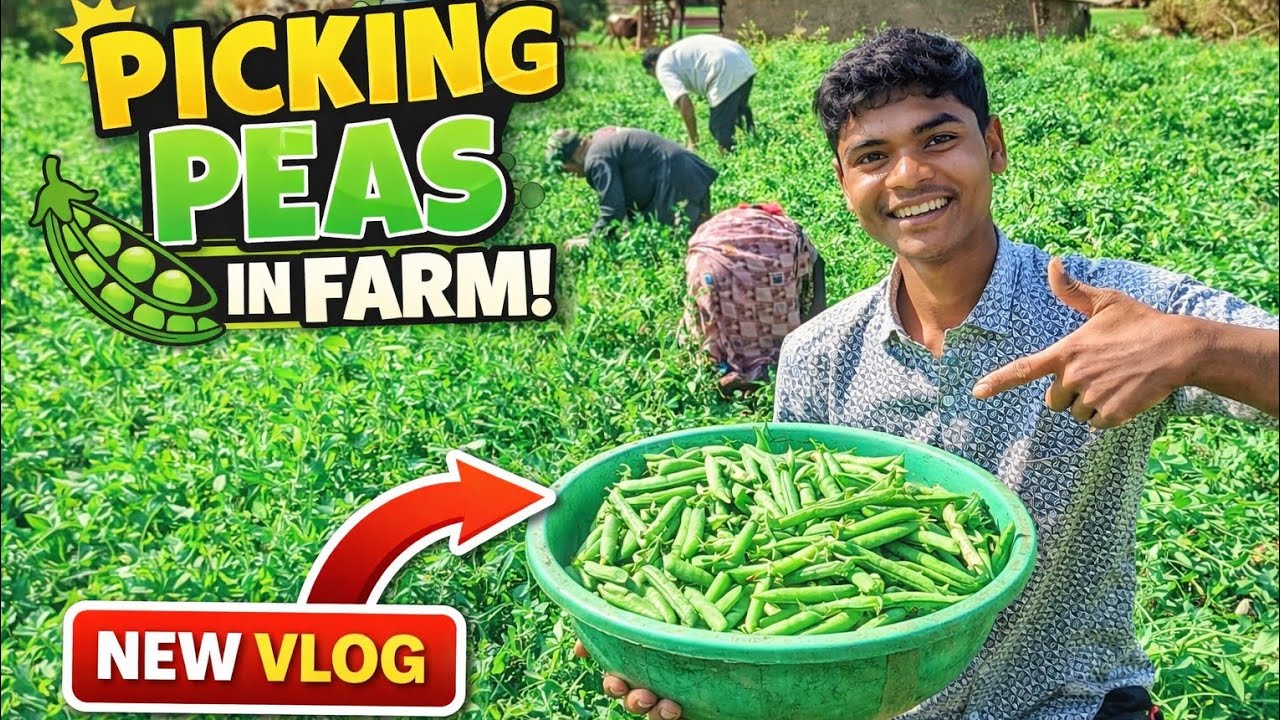 Aaj Khet Se Dher Saari Matar Nikli 😍#villagelife#farmingvlog#khetibadi#dailyvlog#viralvlogs#indian 