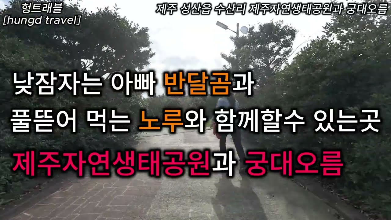 제주자연생태공원과 궁대오름. 반달곰과 노루를 만날수 있는곳
