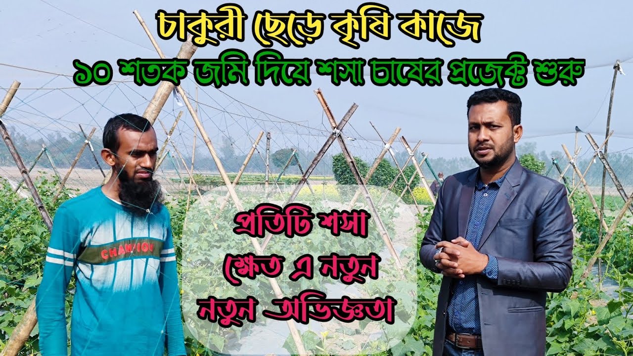 শসা চাষে প্রতিদিন নতুন নতুন অভিজ্ঞতা ও নতুন নতুন তথ্য//১০শতাংশ জমিতে দুই জাতের শসা চাষ। 