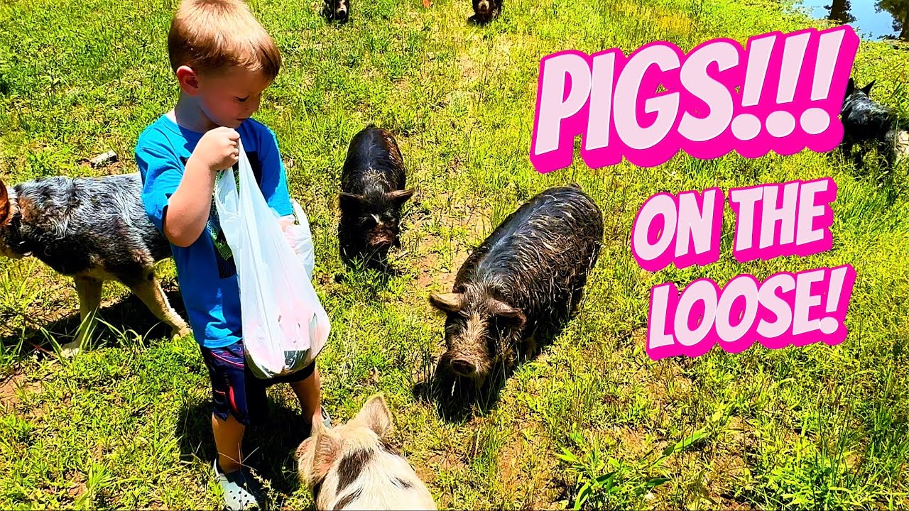 Homestead Pigs on the Loose!