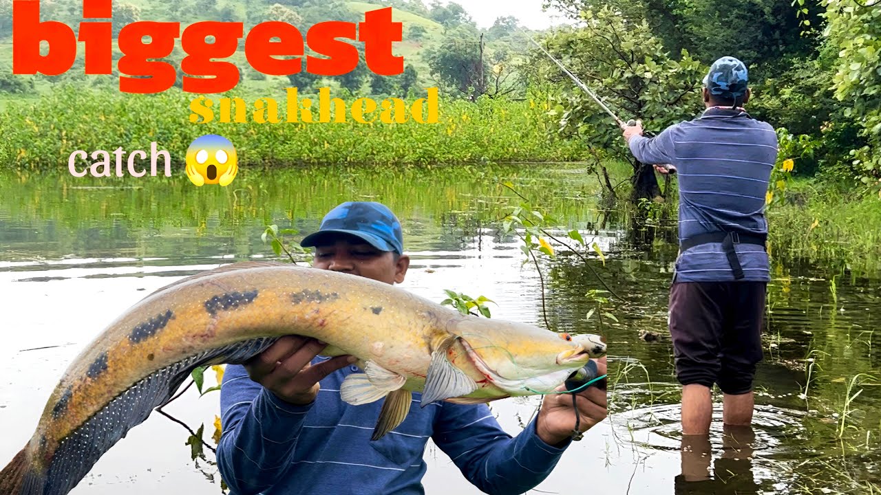इसीको धुंड रहे थे हम | monster size snakhead catch | live attack 😱 | evening and morning fishing 🎣