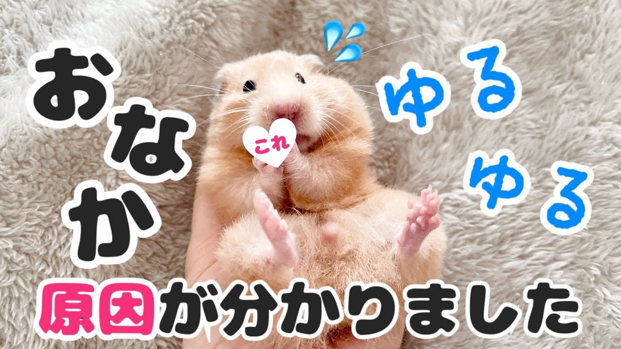 ハムスターお腹トラブル奮闘記【キンクマ/ベタ慣れ】