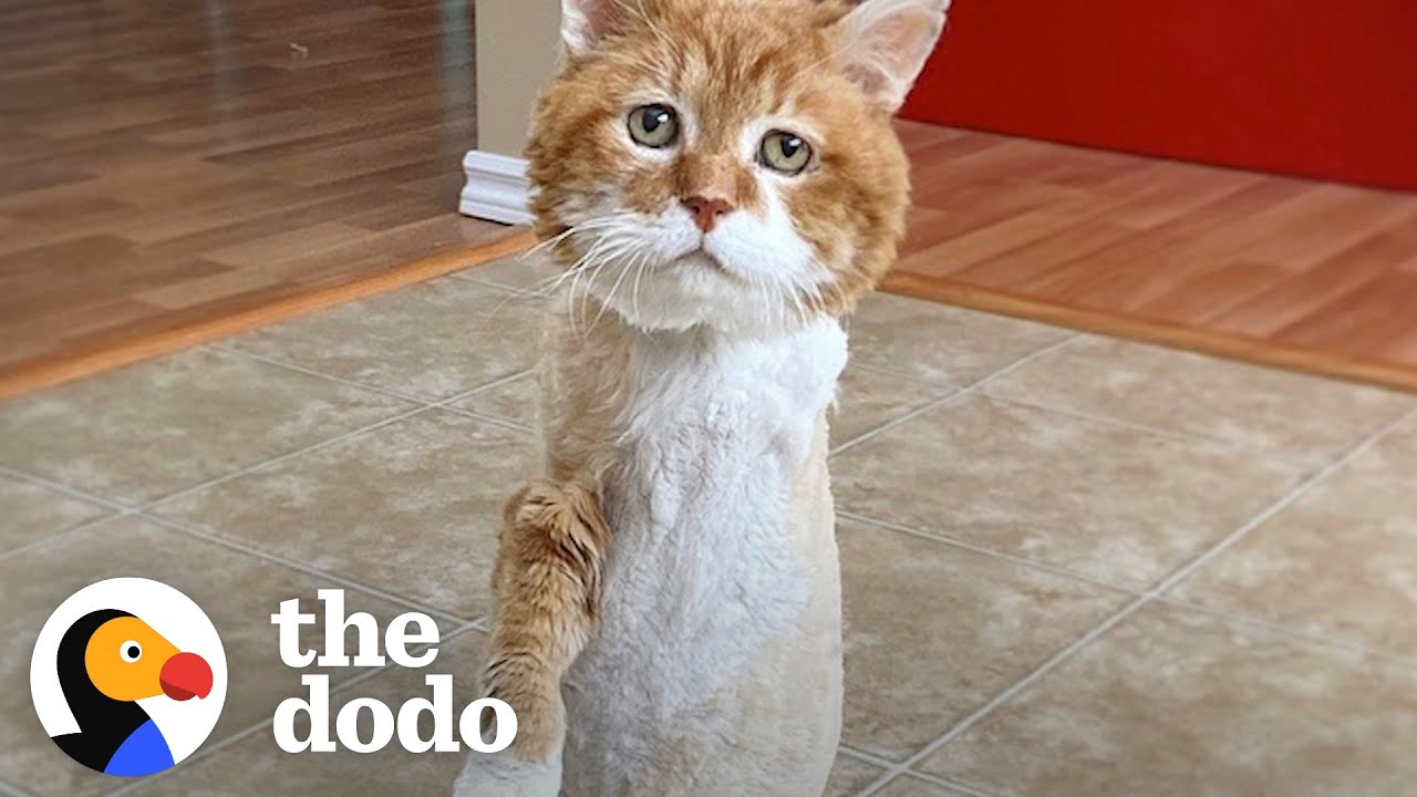 Stray, Three-Legged Cat Who Spent 9 Winters Outside Has His Own Fireplace Now | The Dodo Cat Crazy