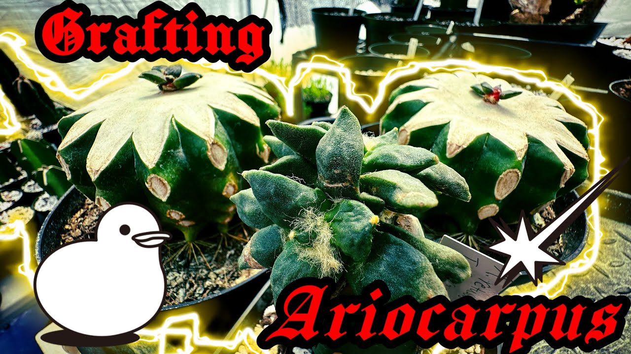 Grafting Ariocarpus Cactus 🌵