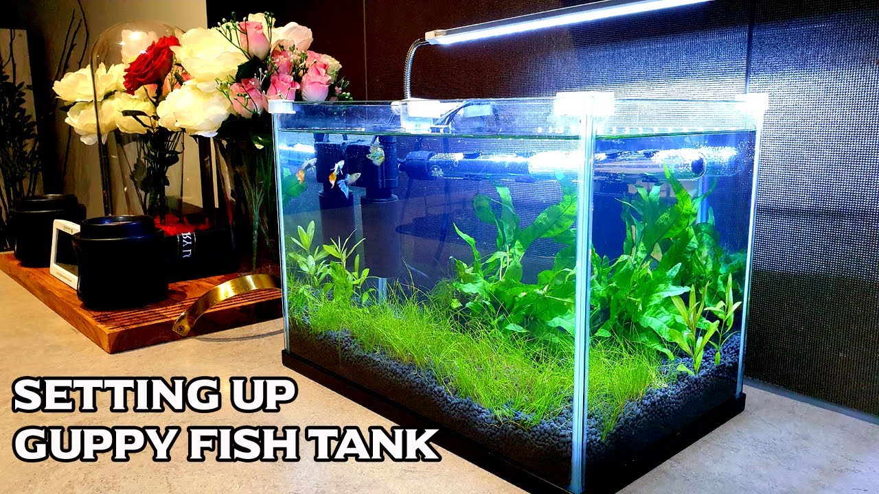 Setting Up Planted Guppy Aquarium
