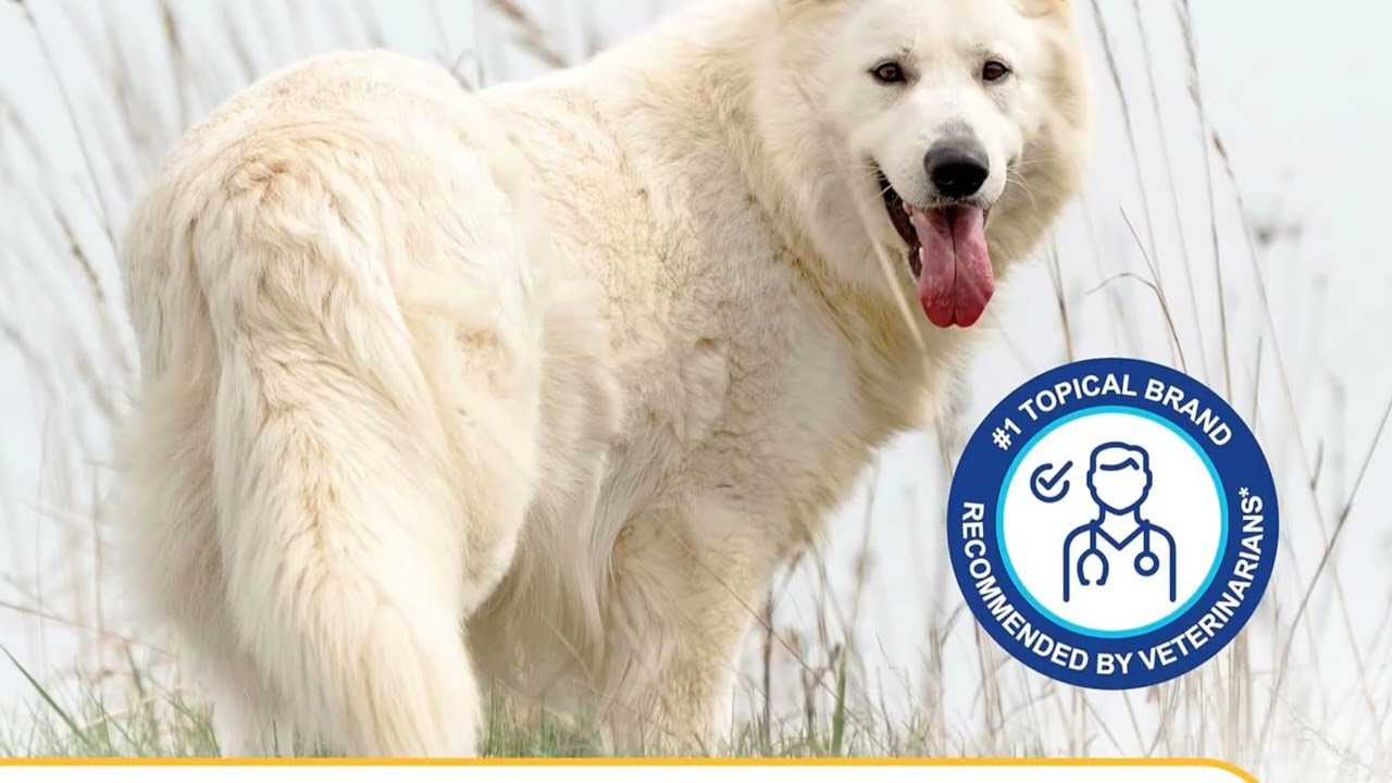 🧼🐶 Douxo S3 Pyo Mousse – The Ultimate Skin Care for Dogs!