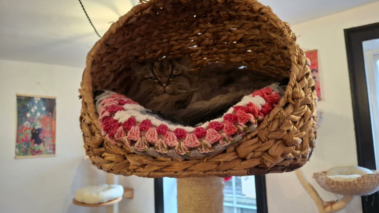 Our first time with the cutest kitties at Canterbury Tails Cat Cafe! #kent