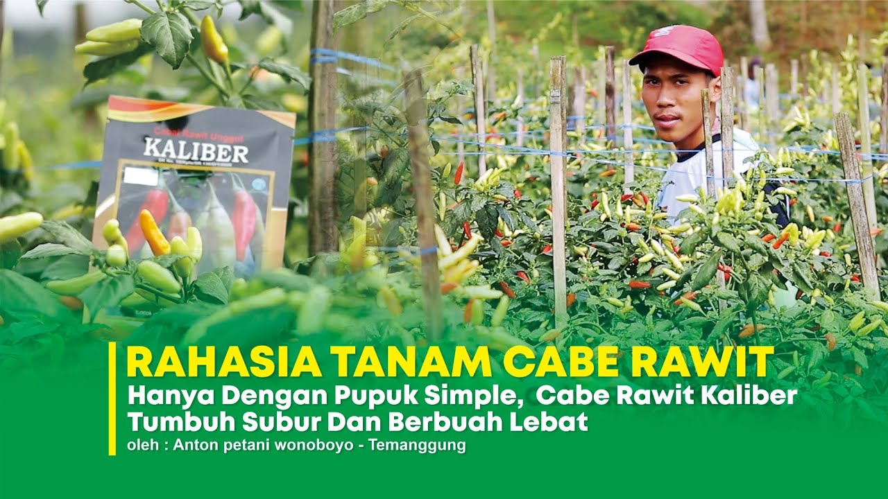 Rahasia menanam cabe rawit kaliber hanya dengan bermodalkan pupuk simple namun hasilnya luar biasa