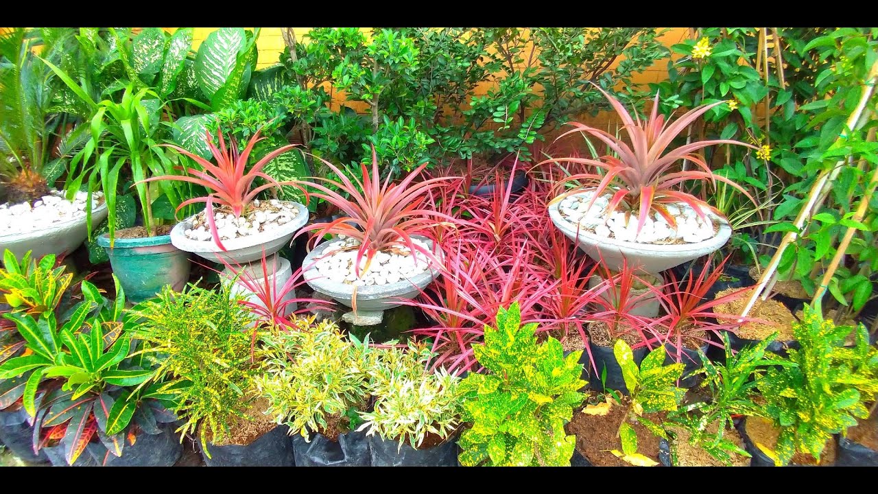 GARDEN TOUR SA GUBAT/PAANO MAG USAP ANG PLANTITA AT PLANTITO?