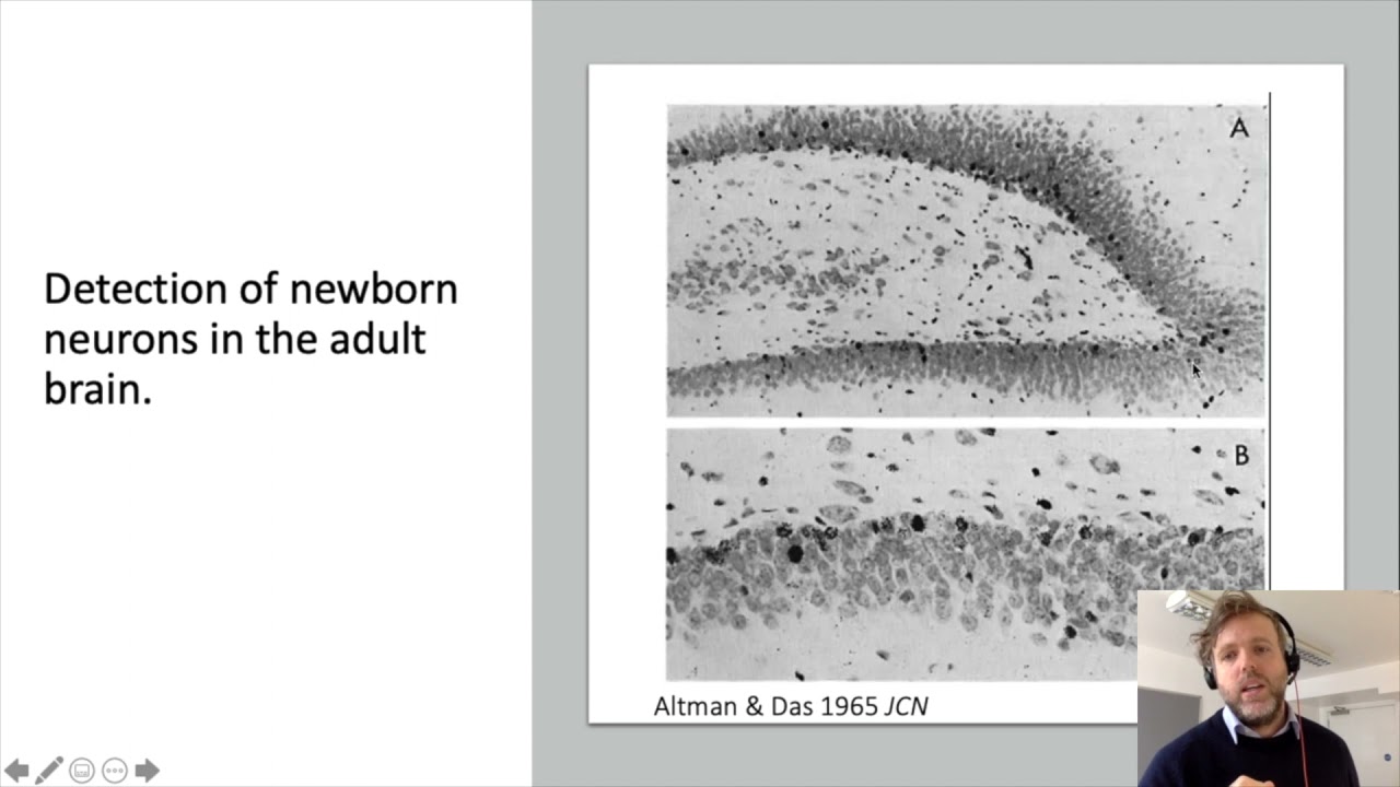 How to grow new brain cells by Dr Daniel Berg