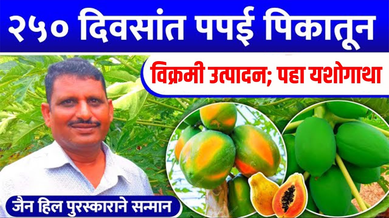 २५० दिवसांत पपई पिकातून असे घ्या उत्पादन | यशोगाथा | दौलत भोर | Papaya Farming Success Story | Papai