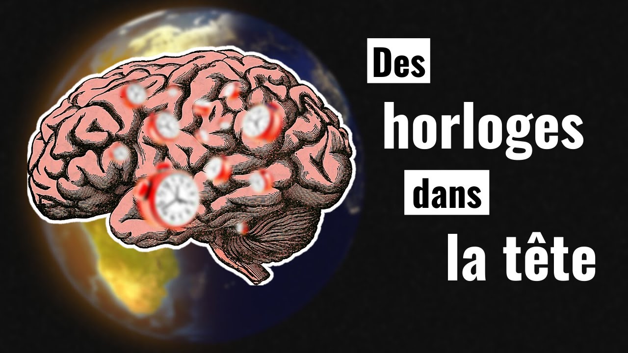 Perception du temps et rythme circadien ⏰  Comment marche notre horloge interne biologique ?
