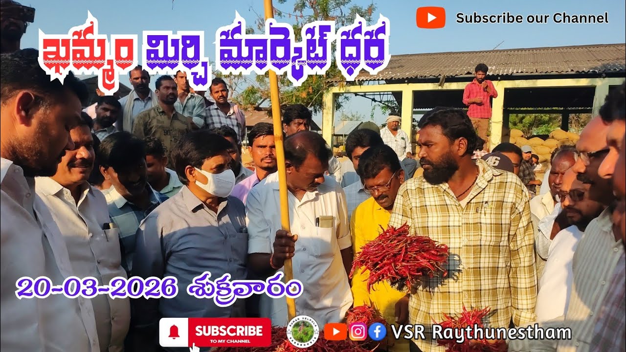 20/03/2026  khammam mirchi market price khammam mirchi market today #dharalu#mirchi#mirchiratetoday