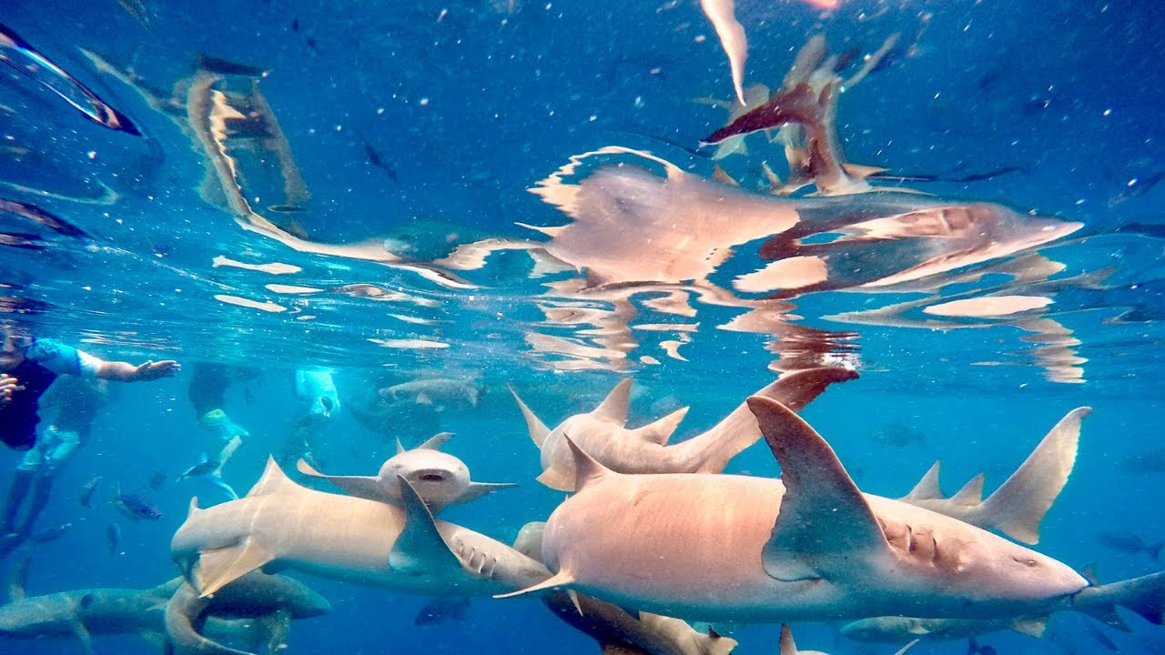 Maldives Shark Experiences -Swimming with Nurse Sharks #maldives