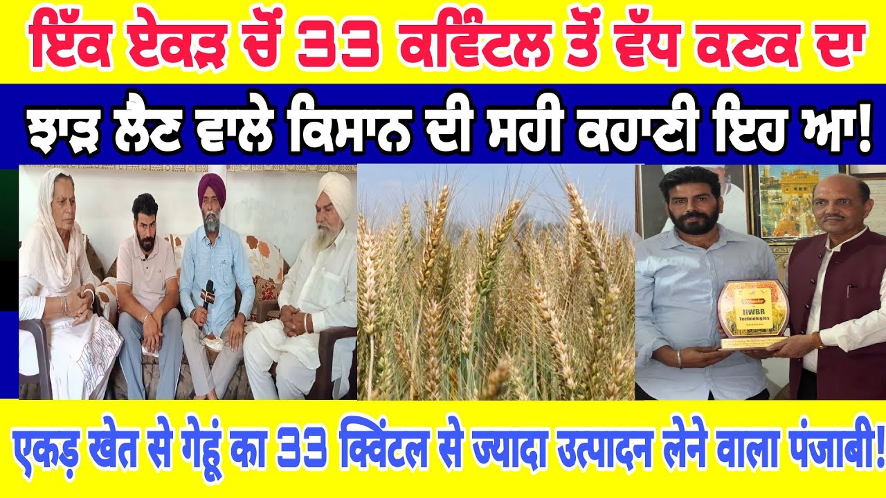 ਏਕੜ ਚੋਂ 33 ਕਵਿੰਟਲ ਕਣਕ !  एक एकड़ खेत से गेहूं का 33 क्विंटल से ज्यादा उत्पादन लेने वाला पंजाबी किसान
