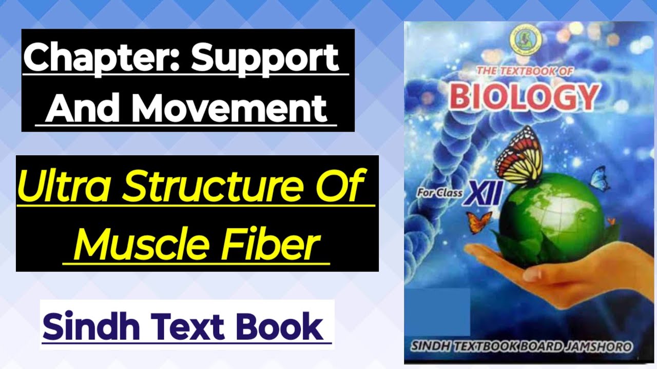 XII Biology Ultra Structure Of Muscle Fiber Chp Support And Movement Sindh 