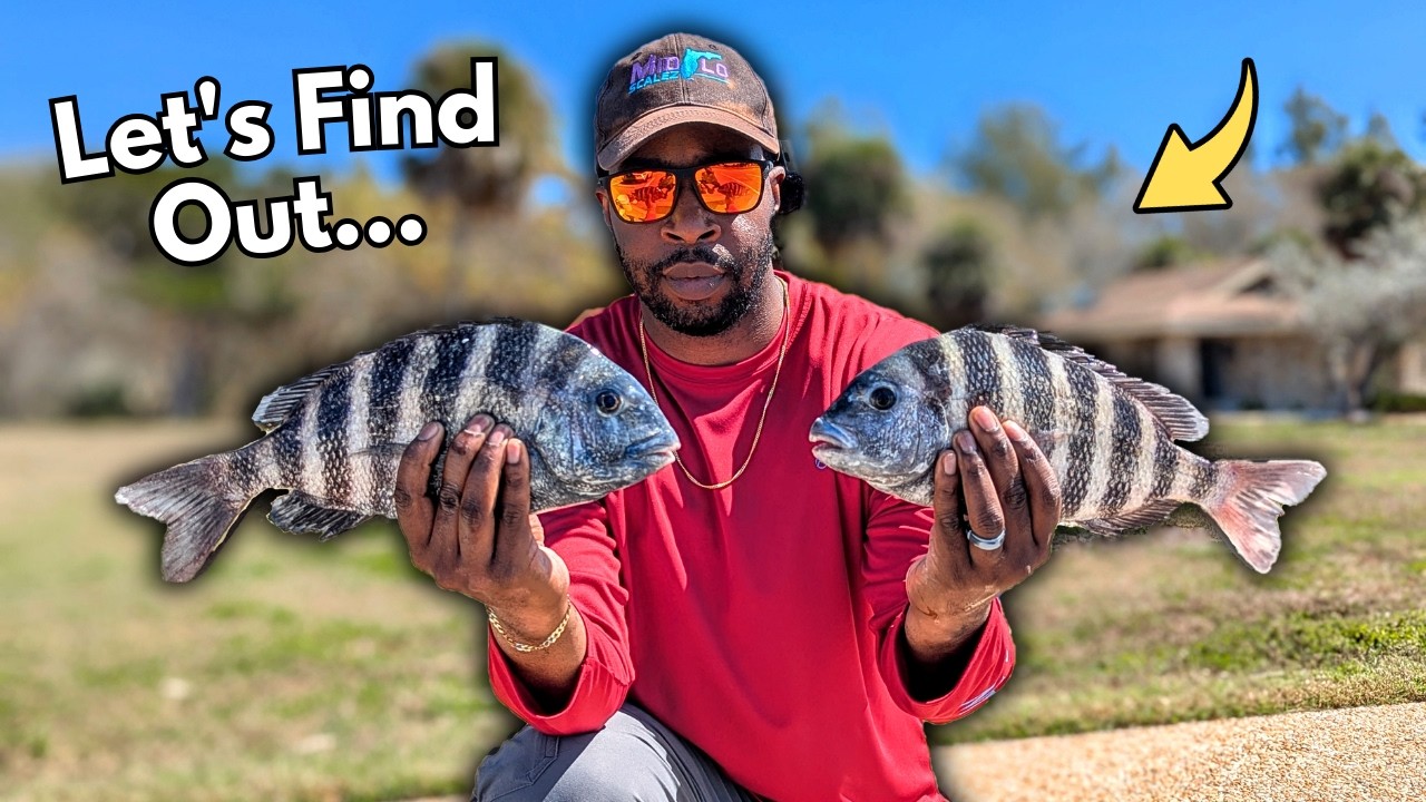 Is This Bait Worth Using To Catch Sheepshead?