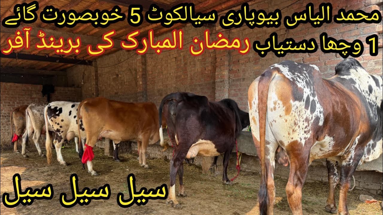 محمد الیاس بیوپاری سیالکوٹ 5 خوبصورت گائے 1 وچھا دستیاب تاریخ 23/02/2026 Apna Punjab