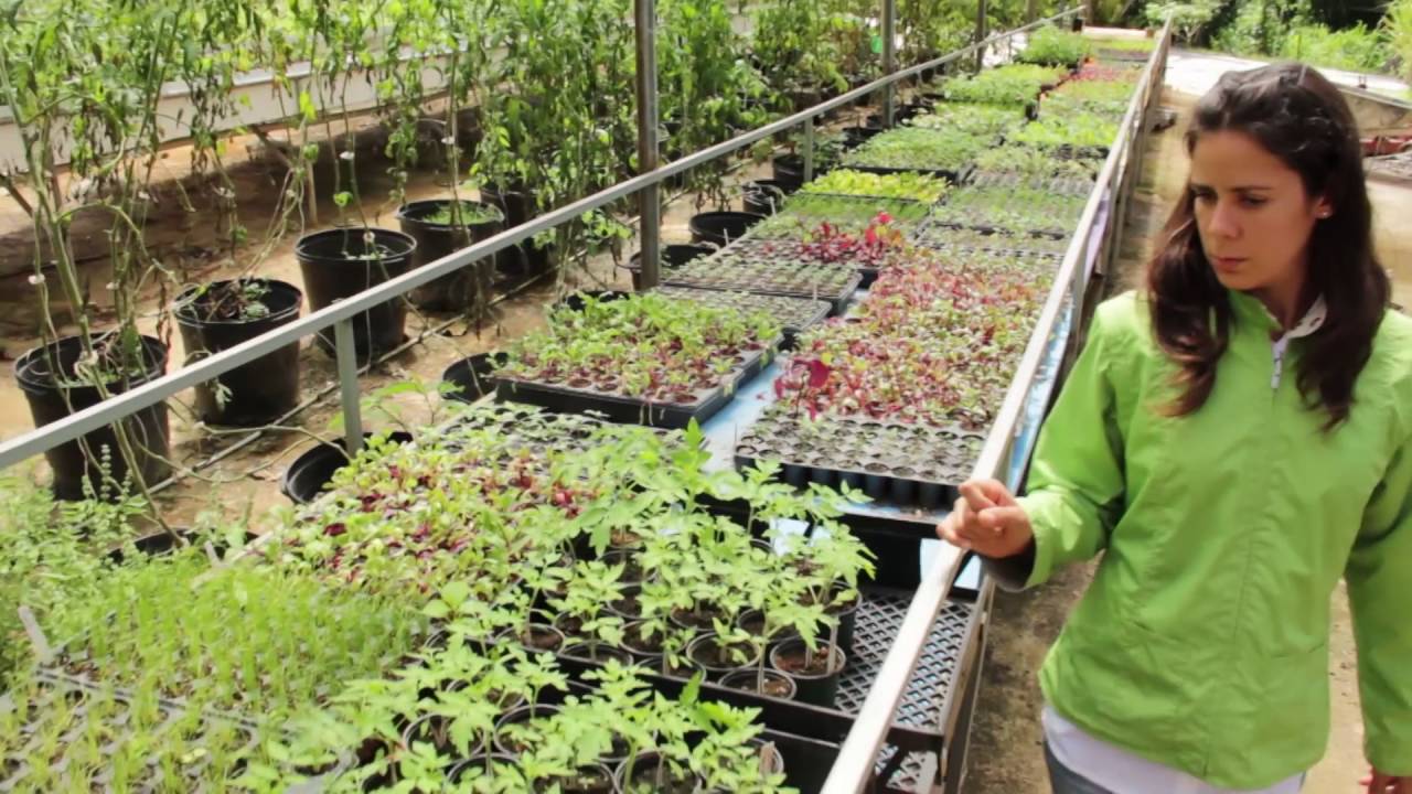 Cosecha Hoy 115-01 Estancia Verde Luz en Ciales