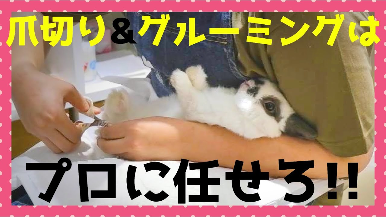 【爪切り&グルーミングが苦手な人へ】これがうさぎ専門店のプロの技だ!!　♯11 This is the professional skill of a rabbit specialty store!!