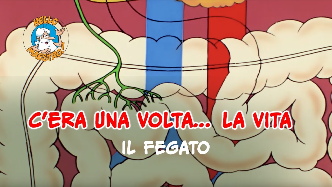 Siamo fatti così... la vita 🌱- La fabbrica del fegato 🧑🏭